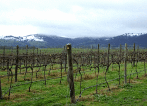 Kinloch Wines - Tourism Cairns