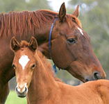 Blue Gum Farm - Tourism Cairns