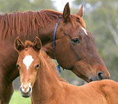 Blue Gum Farm - Tourism Cairns 0