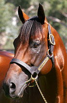 Blue Gum Farm - Tourism Cairns 2