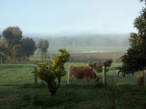 Lion Mill Vineyards - Tourism Cairns 2