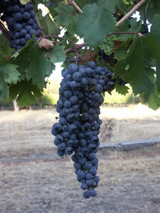 Lion Mill Vineyards - Tourism Cairns 3