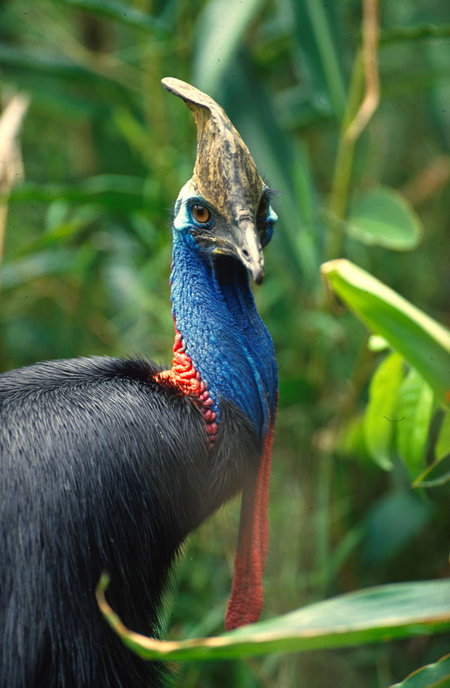 David Fleay Wildlife Park - Tourism Cairns 0
