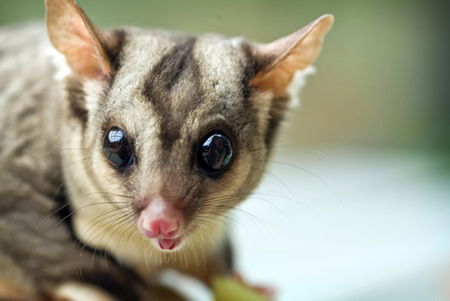 David Fleay Wildlife Park - Tourism Cairns 1