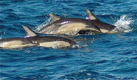 Dolphin Swim Australia - Tourism Cairns 0