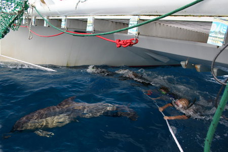 Dolphin Swim Australia - Tourism Cairns 1