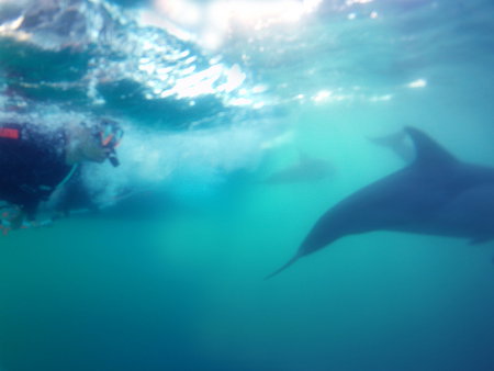 Dolphin Swim Australia - Tourism Cairns 2