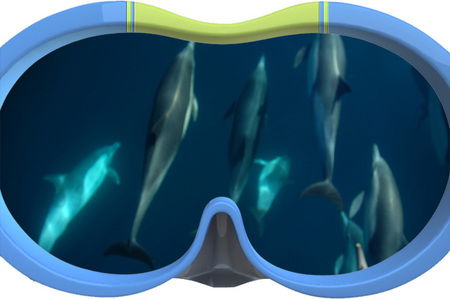 Dolphin Swim Australia - Tourism Cairns 3