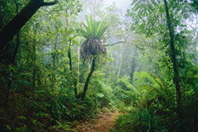 Witheren QLD Tourism Cairns