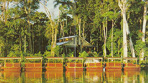 Daintree Rainforest River Trains - Tourism Cairns 3