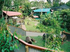 Kuranda Koala Gardens - Tourism Cairns 1