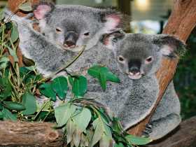 Kuranda Koala Gardens - Tourism Cairns 2