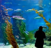 Melbourne Aquarium - Tourism Cairns