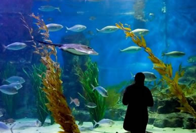 Melbourne Aquarium - Tourism Cairns 0
