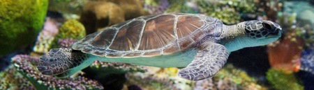 Melbourne Aquarium - Tourism Cairns 1