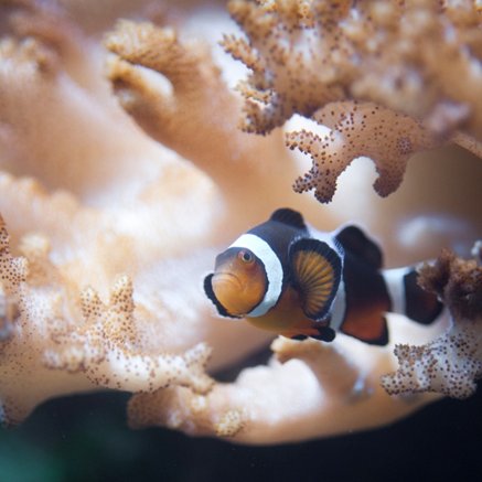 Melbourne Aquarium - Tourism Cairns 2