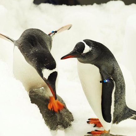 Melbourne Aquarium - Tourism Cairns 3