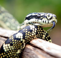 Reptile Encounters - Tourism Cairns