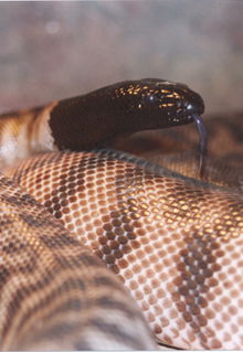 Armadale Reptile & Wildlife Centre - Tourism Cairns 4