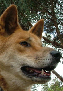 Armadale Reptile & Wildlife Centre - Tourism Cairns 5