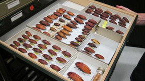 Western Australian Museum - Tourism Cairns 1