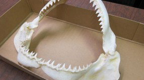 Western Australian Museum - Tourism Cairns 2