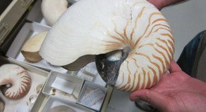 Western Australian Museum - Tourism Cairns 3