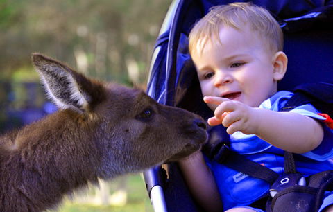 Australian Reptile Park - Tourism Cairns 6