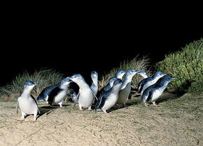 Phillip Island Penguin Parade - Tourism Cairns 3