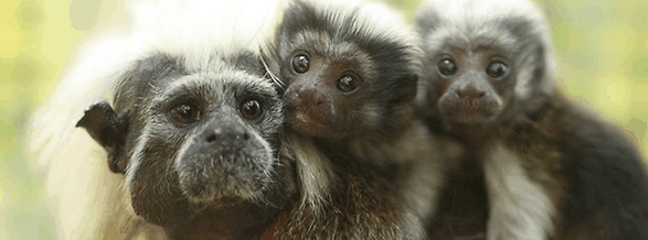 Alma Park Zoo - Tourism Cairns 3