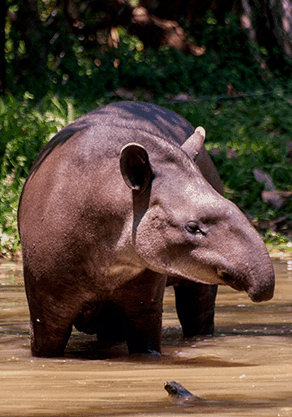 Alma Park Zoo - Tourism Cairns 4