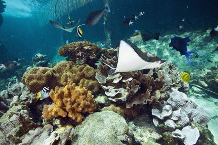 Reef HQ Great Barrier Reef Aquarium - Tourism Cairns 3