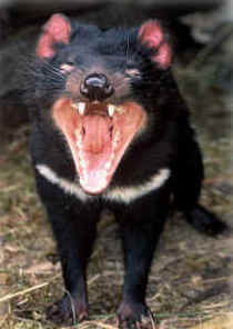 Zoo Doo Wildlife Park - Tourism Cairns 4