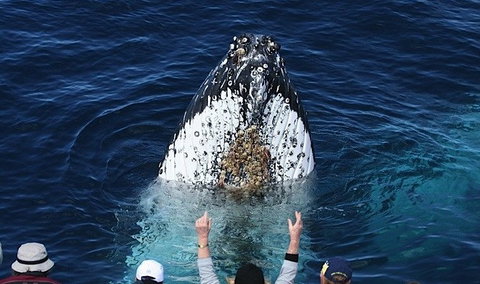 Spirit Of Gold Coast Whale Watching - Tourism Cairns 1