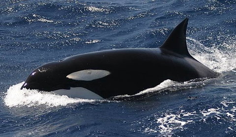 Spirit Of Gold Coast Whale Watching - Tourism Cairns 2