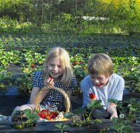 Blue Hills Berries  Cherries - Tourism Cairns