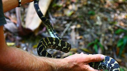 Queensland Day Tours - Tourism Cairns 1