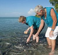 Aquascene Fish Feeding Sanctuary - Tourism Cairns