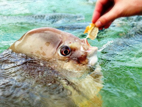 Aquascene Fish Feeding Sanctuary - Tourism Cairns 1