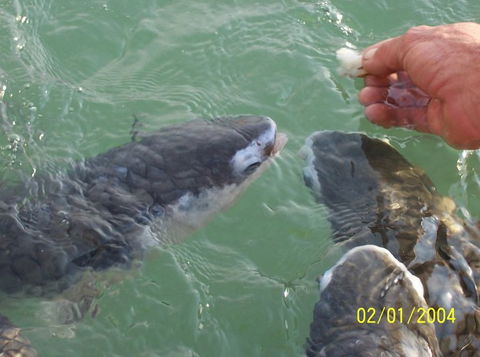 Aquascene Fish Feeding Sanctuary - Tourism Cairns 2