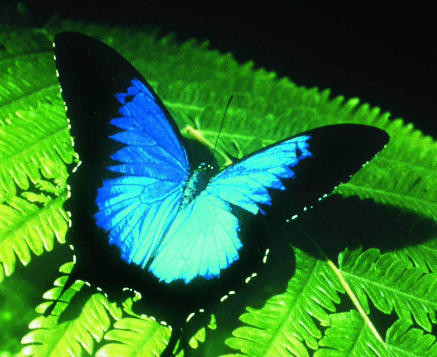 Australian Butterfly Sanctuary - Tourism Cairns