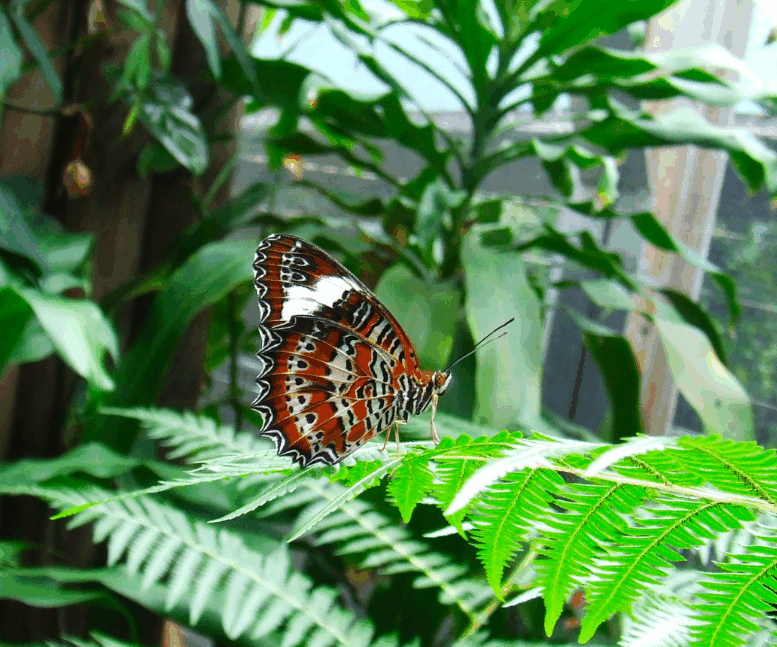 Australian Butterfly Sanctuary - Tourism Cairns 1