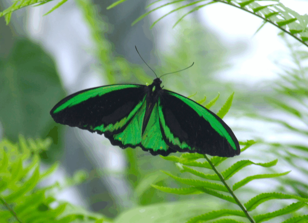 Australian Butterfly Sanctuary - Tourism Cairns 2