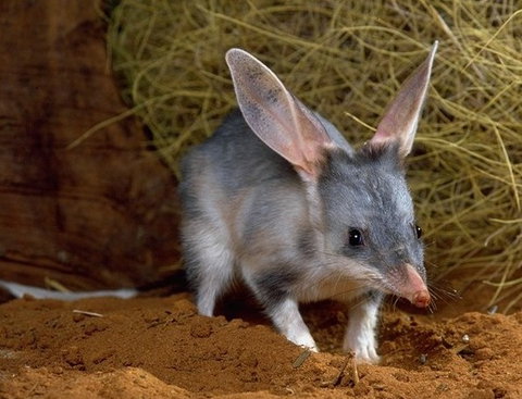David Fleay Wildlife Park - Tourism Cairns 2