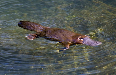 David Fleay Wildlife Park - Tourism Cairns 4