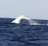 Australian Whale Watching - Tourism Cairns