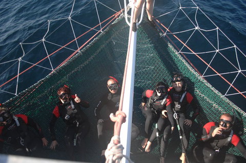 Dolphin Swim Australia - Tourism Cairns 4