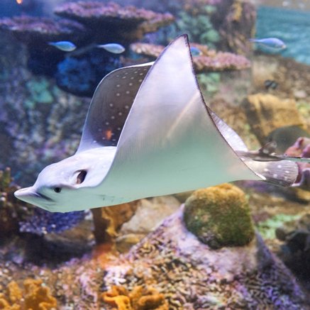 Melbourne Aquarium - Tourism Cairns 4