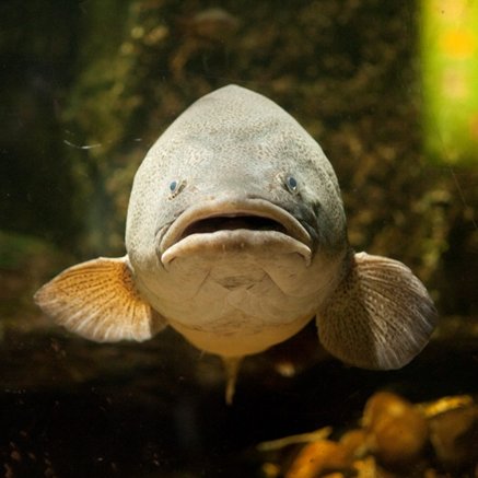 Melbourne Aquarium - Tourism Cairns 5