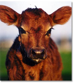 Chesterfield Farm - Tourism Cairns 1